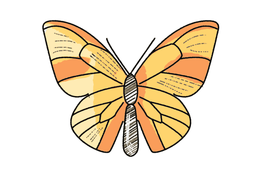 Schmetterling